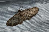 Eupithecia tantillaria