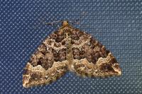 Lampropteryx suffumata