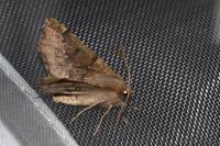 Odontopera bidentata