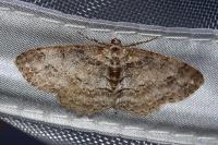 Paradarisa consonaria