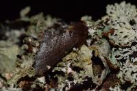 Odontosia carmelita