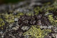 Papestra biren