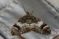 Dysstroma truncata
