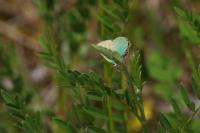 Callophrys rubi