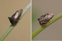 Centrotus cornutus