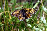 Melitaea cinxia
