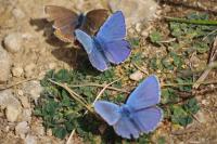 Lysandra bellargus