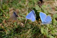 Lysandra bellargus