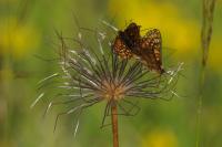 Euphydryas aurinia aurinia
