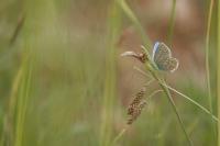 Lysandra bellargus