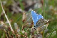 Lysandra bellargus