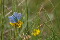 Lysandra bellargus