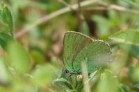 Callophrys rubi