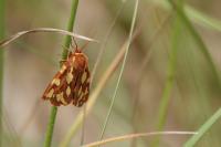 Arctia testudinaria