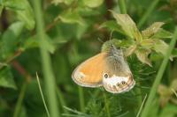 Coenonympha arcania