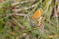 Coenonympha arcania