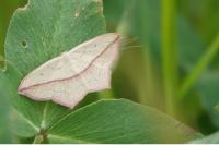 Timandra comae