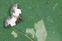 Mesoleuca albicillata