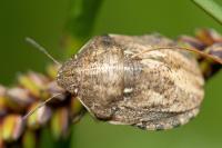 Eurygaster maura