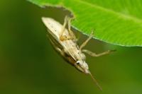 Aelia acuminata