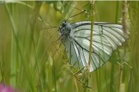 Aporia crataegi
