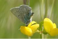 Polyommatus icarus