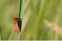 Phragmatobia fuliginosa