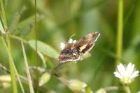 Panemeria tenebrata