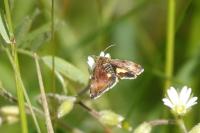 Panemeria tenebrata