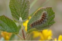 Acronicta auricoma