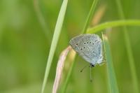 Cupido minimus