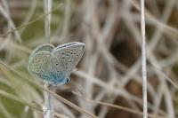 Polyommatus icarus