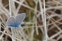 Polyommatus icarus