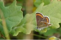 Aricia agestis