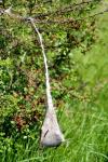 Eriogaster lanestris