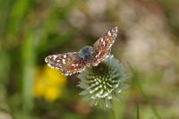 Spialia sertorius