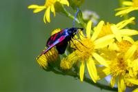 Zygaena filipendulae
