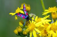 Zygaena filipendulae