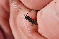 Agapanthia cardui