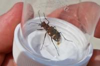 Cicindela hybrida