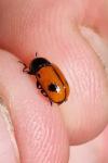 Cryptocephalus bipunctatus