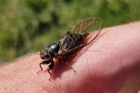 Cicadetta