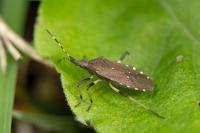 Dicranocephalus agilis