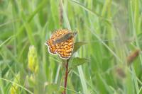 Melitaea phoebe