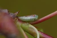 Viridicerus ustulatus