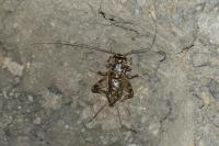 Eumodicogryllus bordigalensis bordigalensis