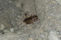 Eumodicogryllus bordigalensis bordigalensis