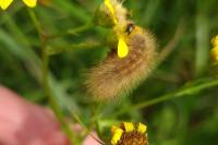 Phragmatobia fuliginosa