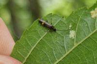 Malthodes