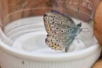 Plebejus argyrognomon